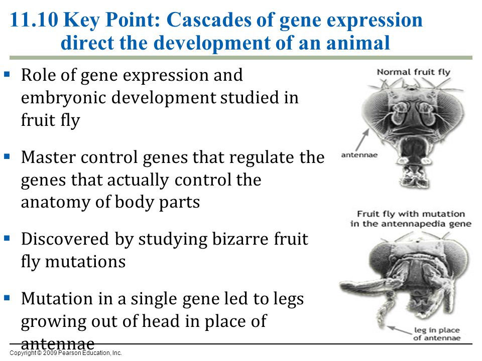 11.10 Key Point: Cascades of gene expression direct the development of an animal  Role of gene expression and embryonic development studied in fruit fly  Master control genes that regulate the genes that actually control the anatomy of body parts  Discovered by studying bizarre fruit fly mutations  Mutation in a single gene led to legs growing out of head in place of antennae Copyright © 2009 Pearson Education, Inc.