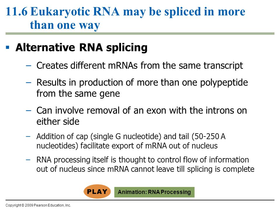 11.6 Eukaryotic RNA may be spliced in more than one way  Alternative RNA splicing –Creates different mRNAs from the same transcript –Results in production of more than one polypeptide from the same gene –Can involve removal of an exon with the introns on either side –Addition of cap (single G nucleotide) and tail ( A nucleotides) facilitate export of mRNA out of nucleus –RNA processing itself is thought to control flow of information out of nucleus since mRNA cannot leave till splicing is complete Copyright © 2009 Pearson Education, Inc.