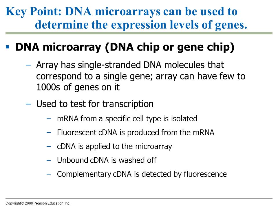Key Point: DNA microarrays can be used to determine the expression levels of genes.