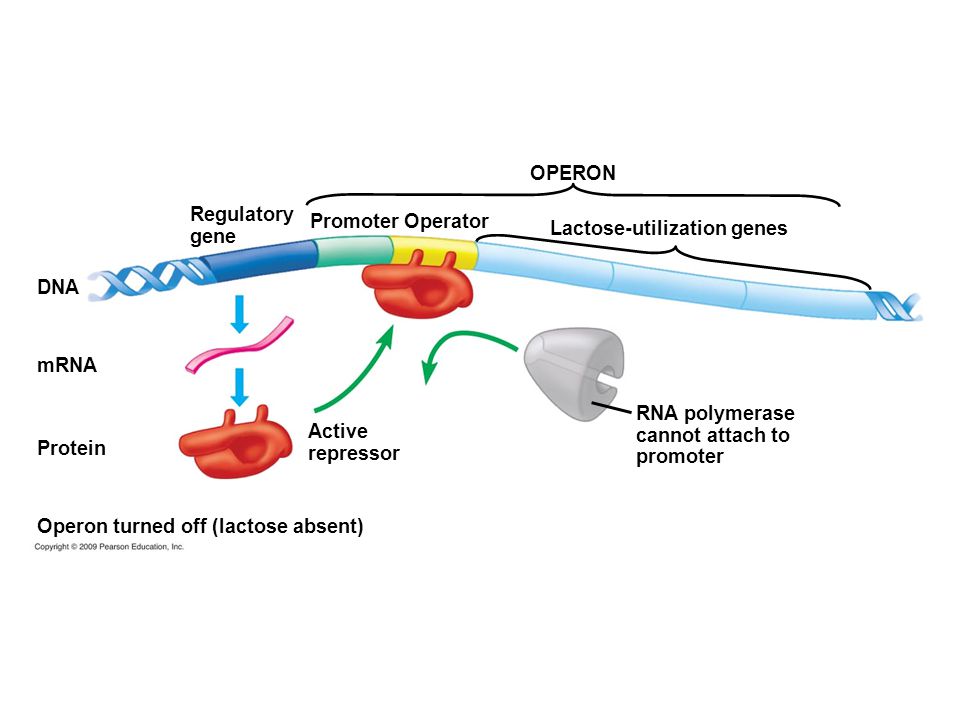 DNA RNA polymerase cannot attach to promoter Lactose-utilization genes Promoter Operator Regulatory gene OPERON mRNA Active repressor Operon turned off (lactose absent) Protein