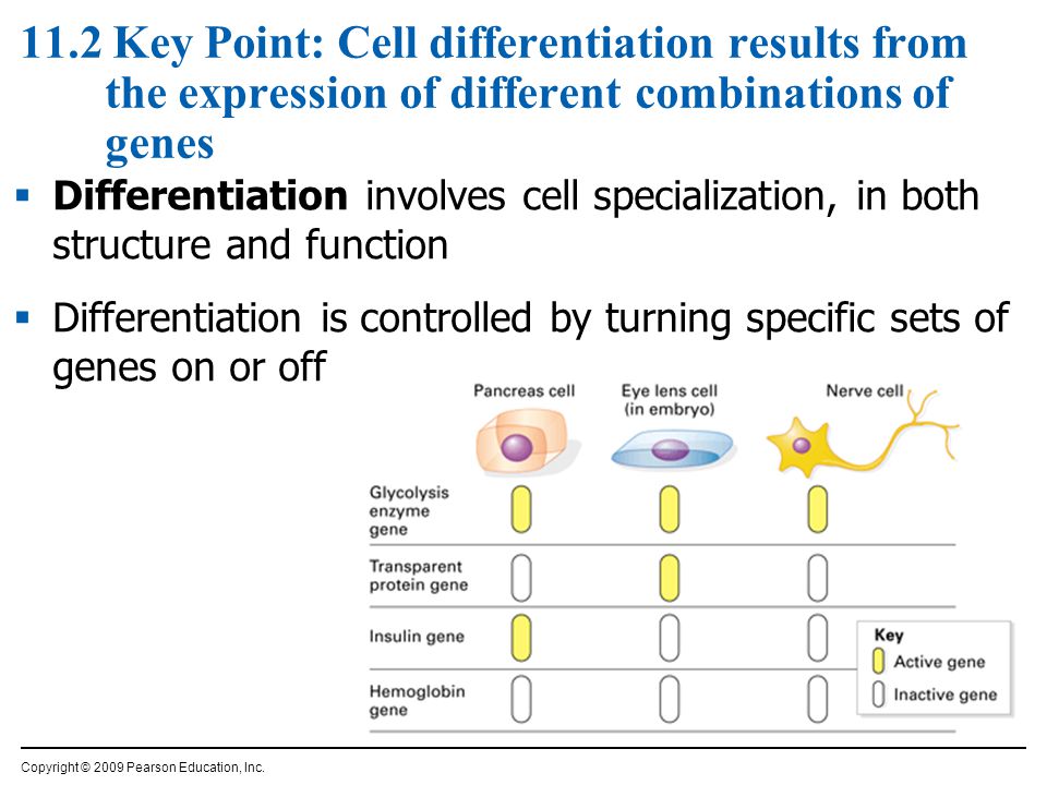 11.2 Key Point: Cell differentiation results from the expression of different combinations of genes  Differentiation involves cell specialization, in both structure and function  Differentiation is controlled by turning specific sets of genes on or off Copyright © 2009 Pearson Education, Inc.