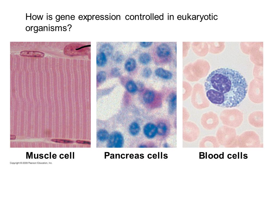 Muscle cell Pancreas cells Blood cells How is gene expression controlled in eukaryotic organisms