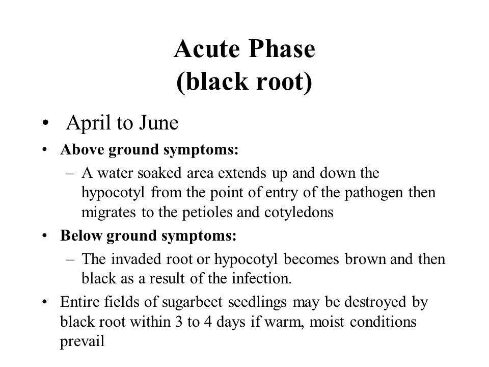 Acute Phase (black root) April to June Above ground symptoms: –A water soaked area extends up and down the hypocotyl from the point of entry of the pathogen then migrates to the petioles and cotyledons Below ground symptoms: –The invaded root or hypocotyl becomes brown and then black as a result of the infection.