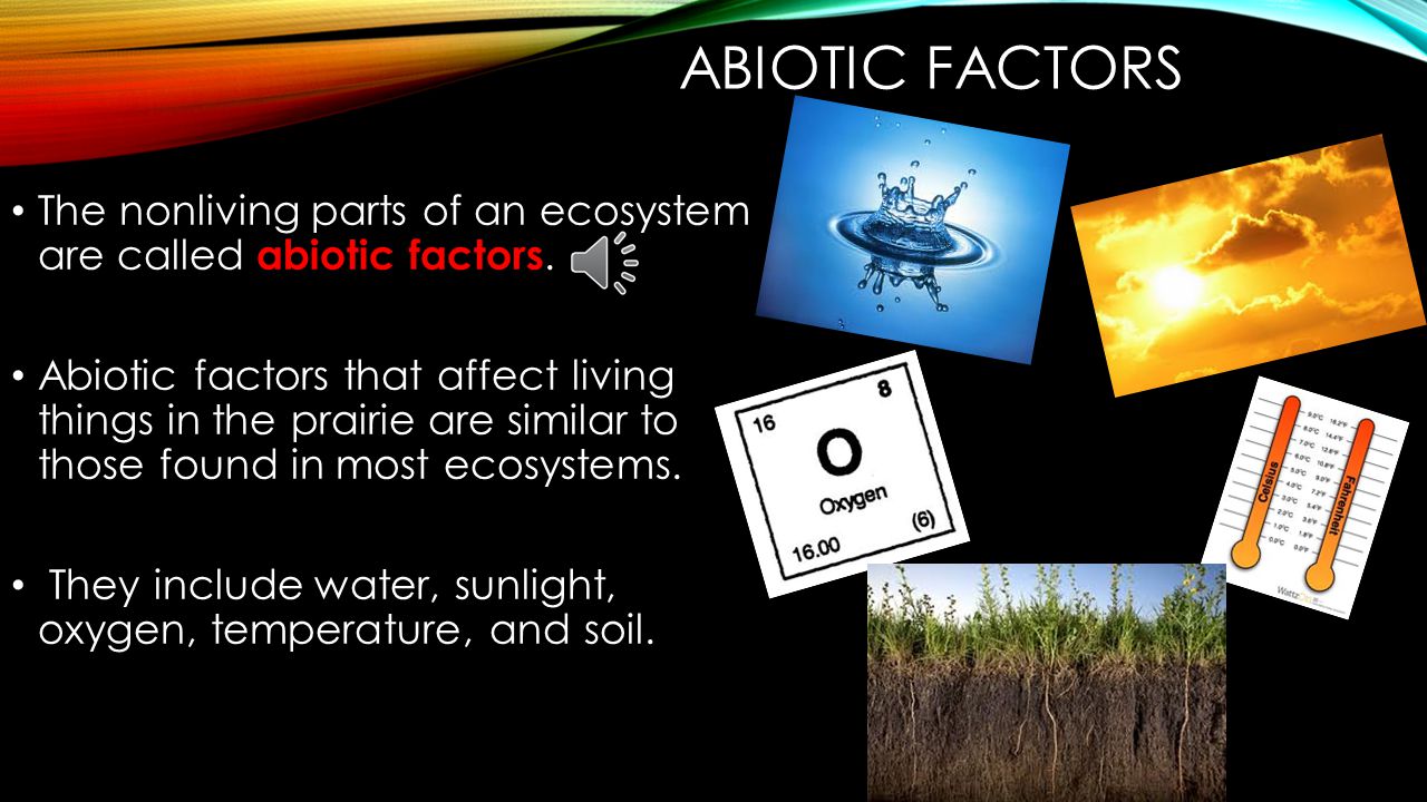 BIOTIC FACTORS In addition, worms, fungi, and bacteria are biotic factors that live in the soil underneath the prairie grass.