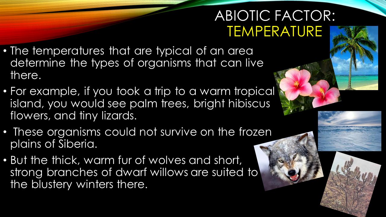 ABIOTIC FACTOR: OXYGEN Most living things require oxygen to carry out their life processes.