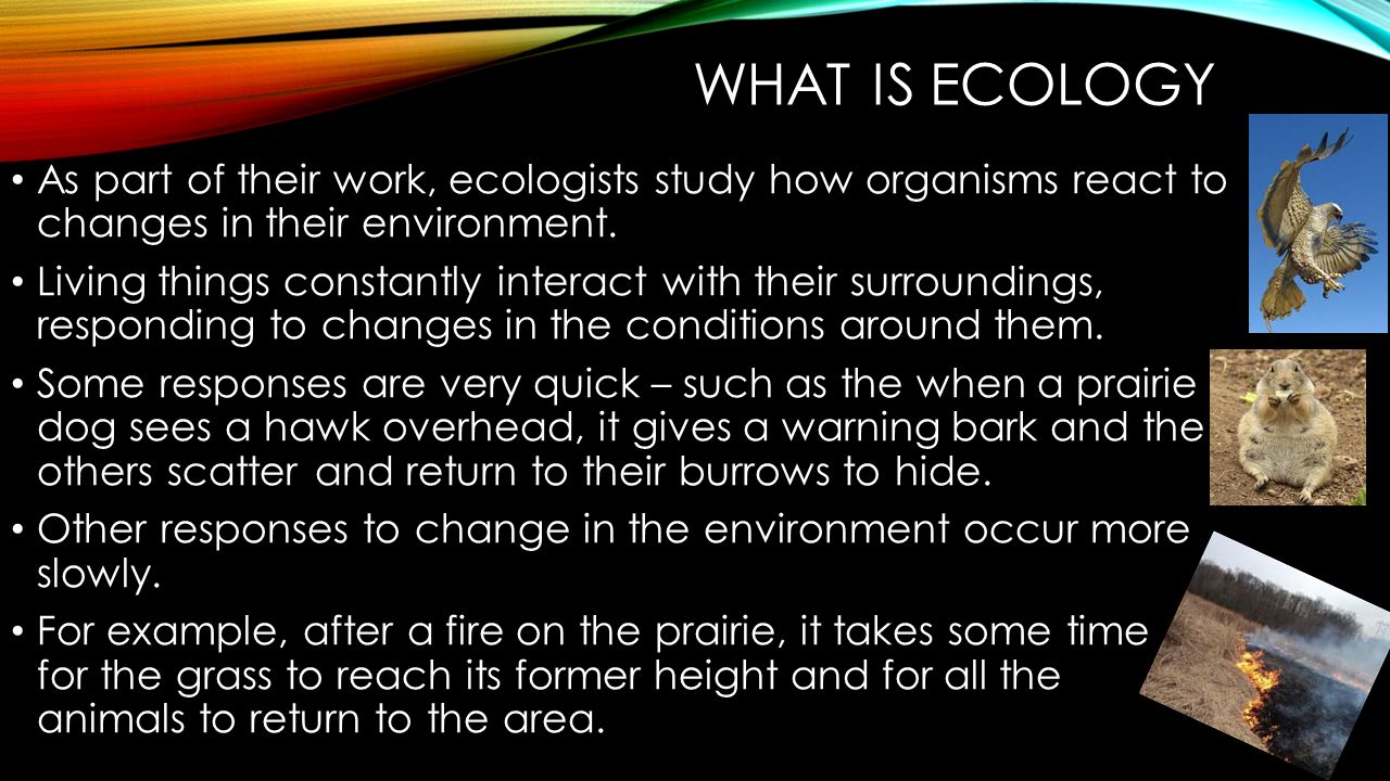 WHAT IS ECOLOGY Because the populations in the prairie ecosystem interact with one another, any changes in a community affect all the different populations that live there.