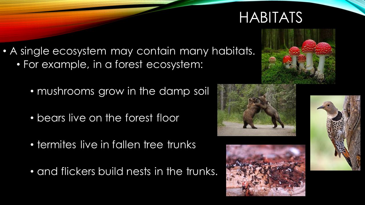HABITATS A prairie dog is one type of living thing– an organism, the smallest unit of organization.