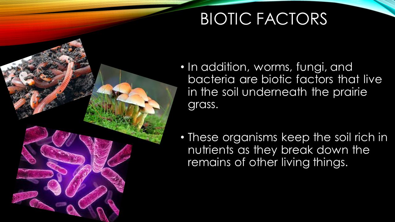 BIOTIC FACTORS An organism interacts with both the living and nonliving things in its environment.