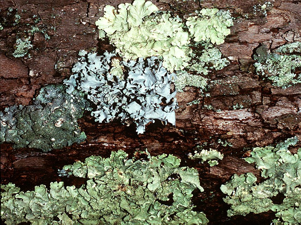Чем отличается лишайник от растений. Classification of Lichens. Lichen Simplex Chronicus как выглядит. Шиповидный Лихен Крокера Адамсона фото. Physical weathering.