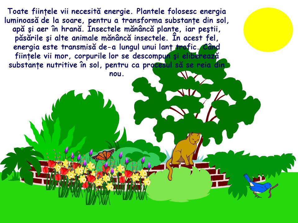Fiecare plantă sau animal depinde de un ciclu de hrană şi energie care se  leagă de alte plante şi animale. Majoritatea organismelor trăiesc unele. -  ppt download