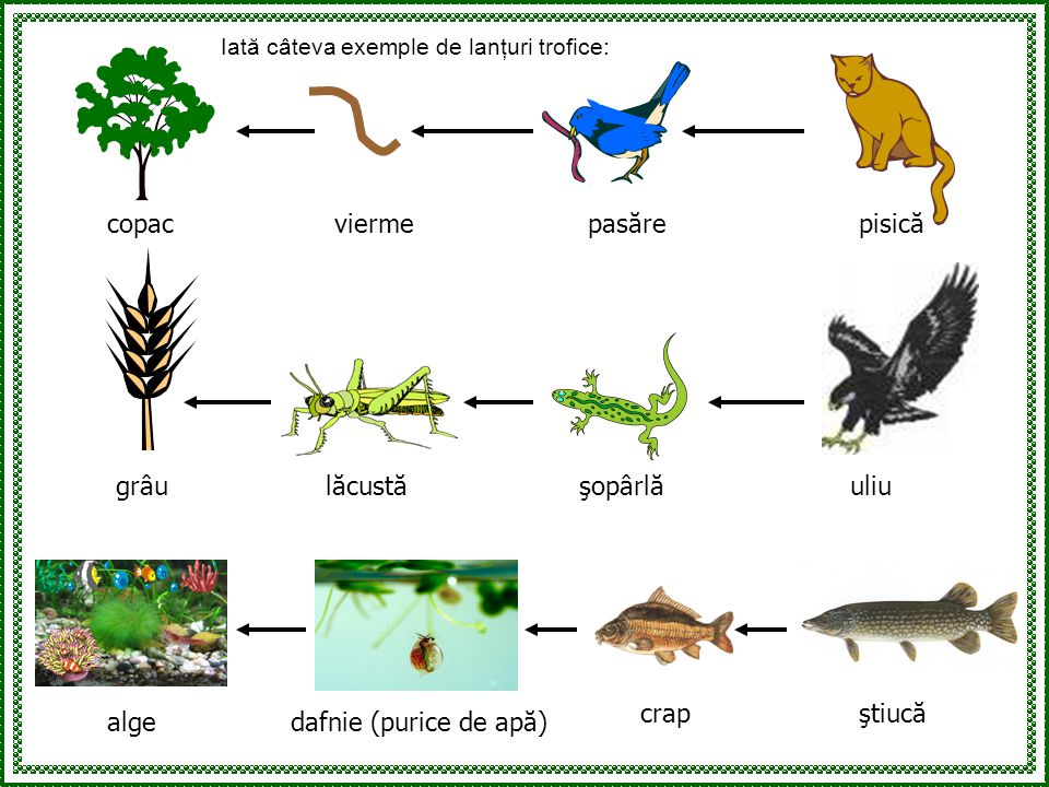 Fiecare plantă sau animal depinde de un ciclu de hrană şi energie care se  leagă de alte plante şi animale. Majoritatea organismelor trăiesc unele. -  ppt download