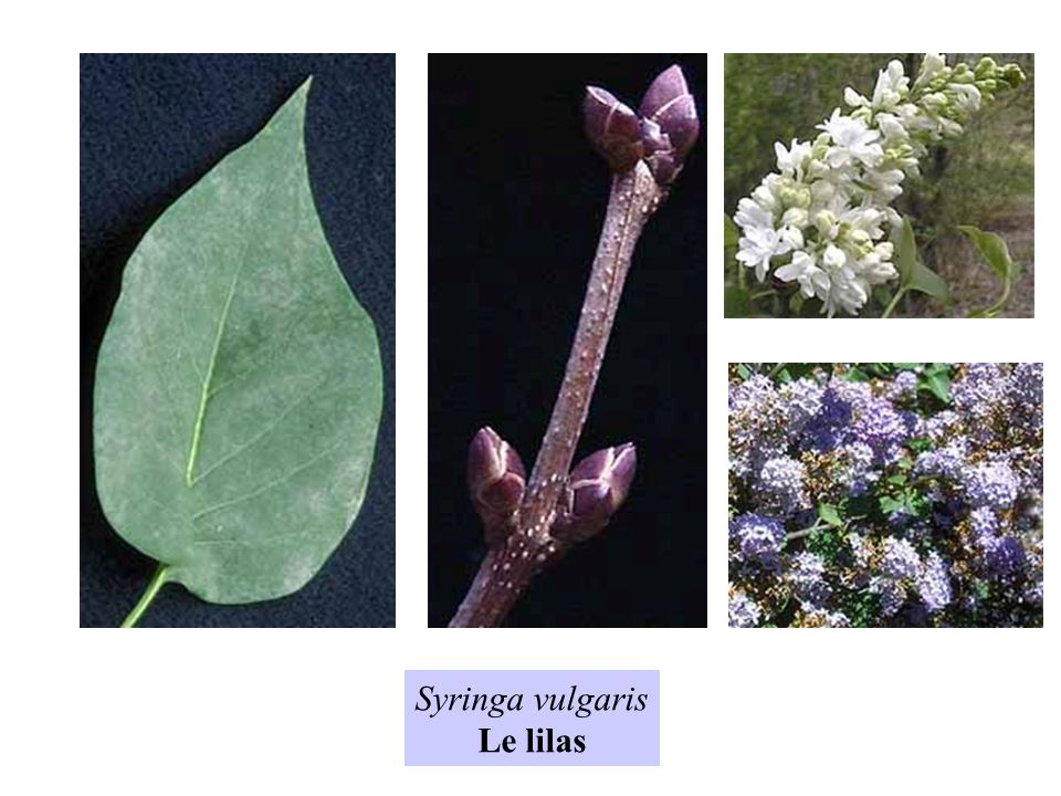 Syringa vulgaris Le lilas