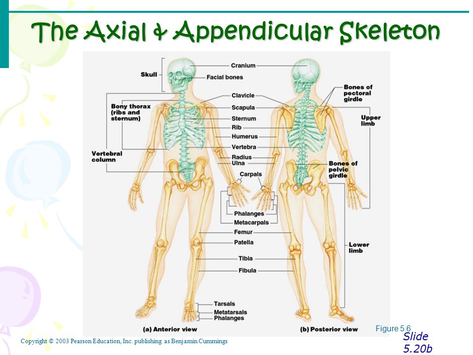 Appendicular Skeleton. V-Bones.