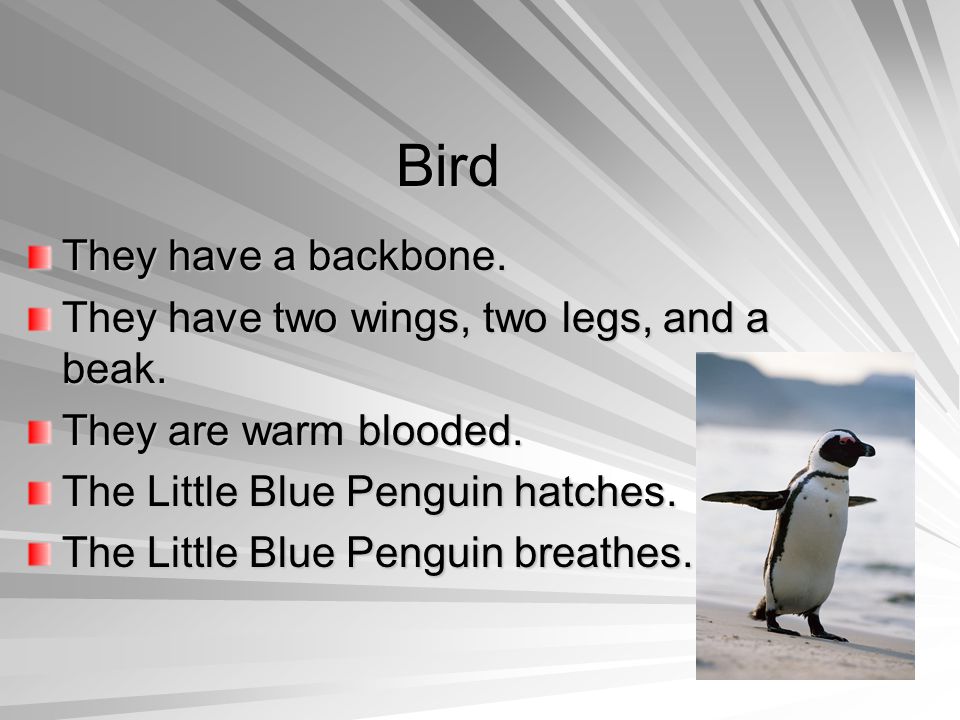 Little Blue Penguin By Drew Bird They have a backbone. They have two wings, two  legs, and a beak. They are warm blooded. The Little Blue Penguin hatches. -  ppt download