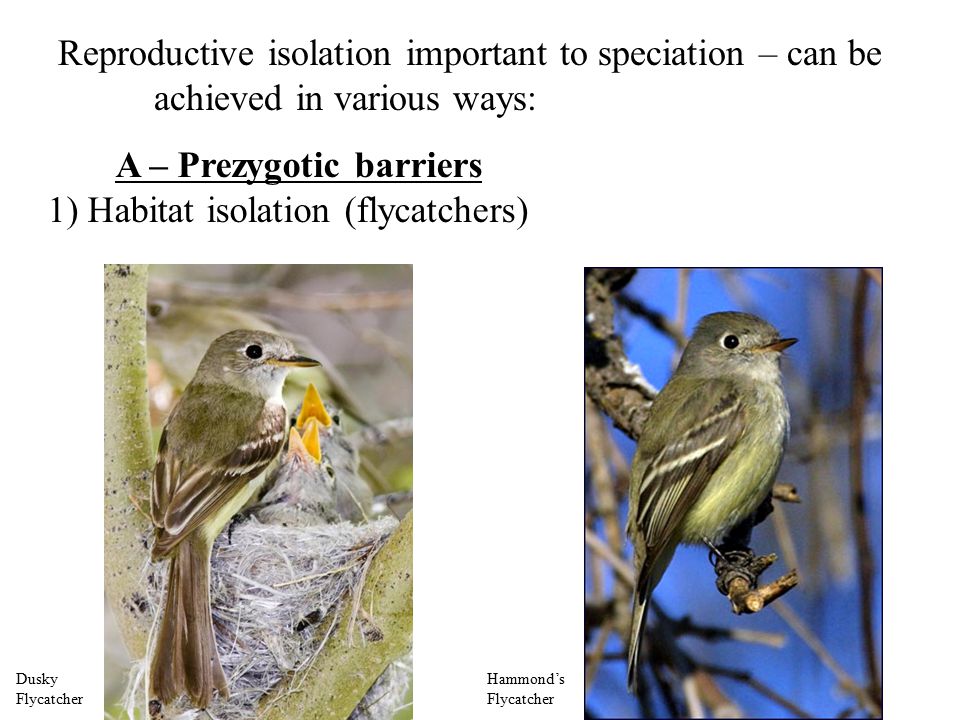 Reproductive isolation important to speciation – can be achieved in various ways: A – Prezygotic barriers 1) Habitat isolation (flycatchers) Dusky Flycatcher Hammond’s Flycatcher