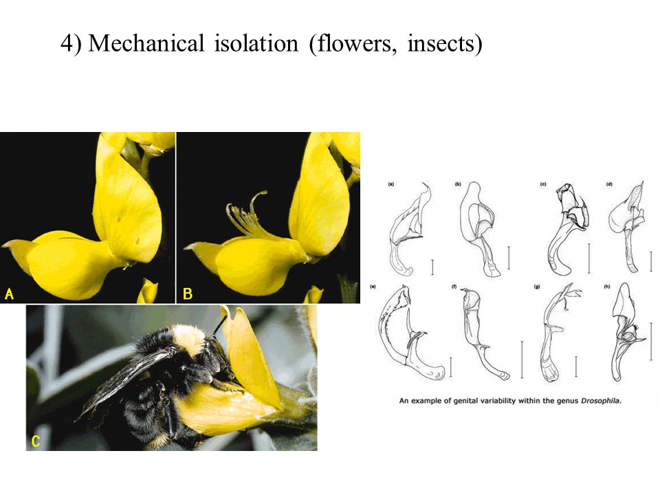 4) Mechanical isolation (flowers, insects)