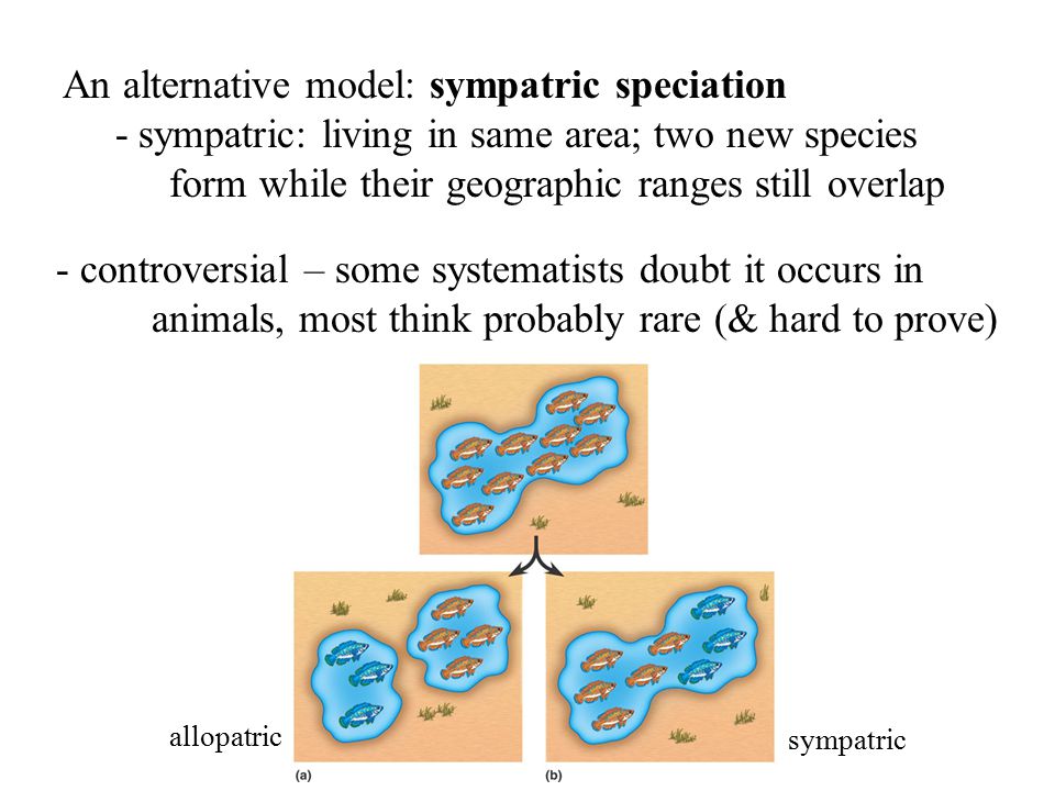 An alternative model: sympatric speciation - sympatric: living in same area; two new species form while their geographic ranges still overlap - controversial – some systematists doubt it occurs in animals, most think probably rare (& hard to prove) allopatric sympatric