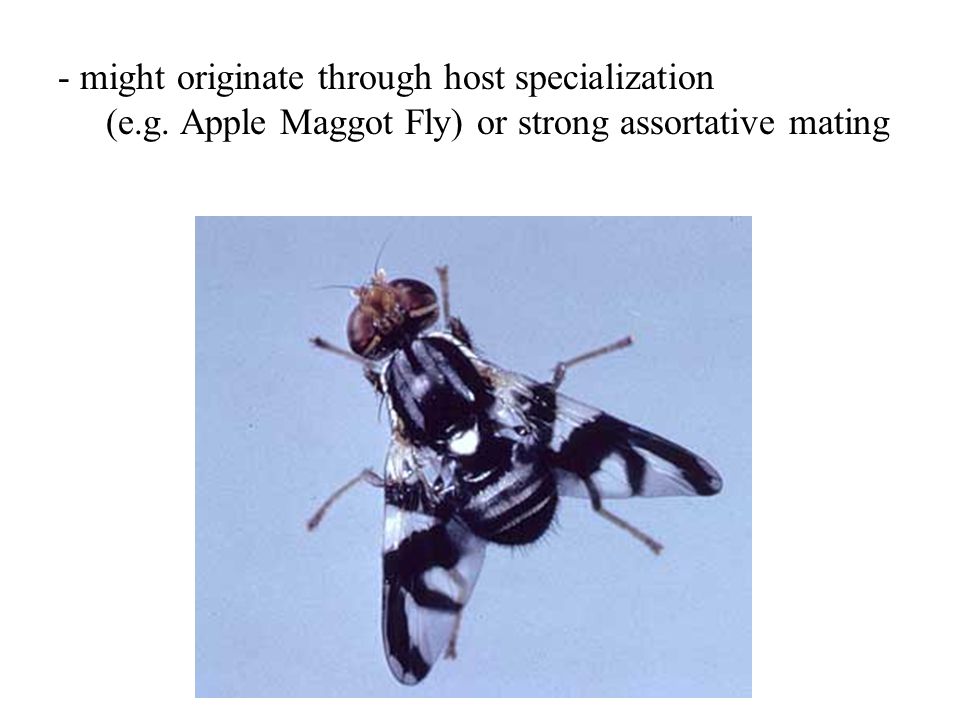 - might originate through host specialization (e.g. Apple Maggot Fly) or strong assortative mating