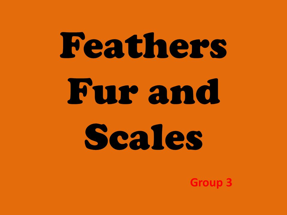 Feathers Fur and Scales Group 3