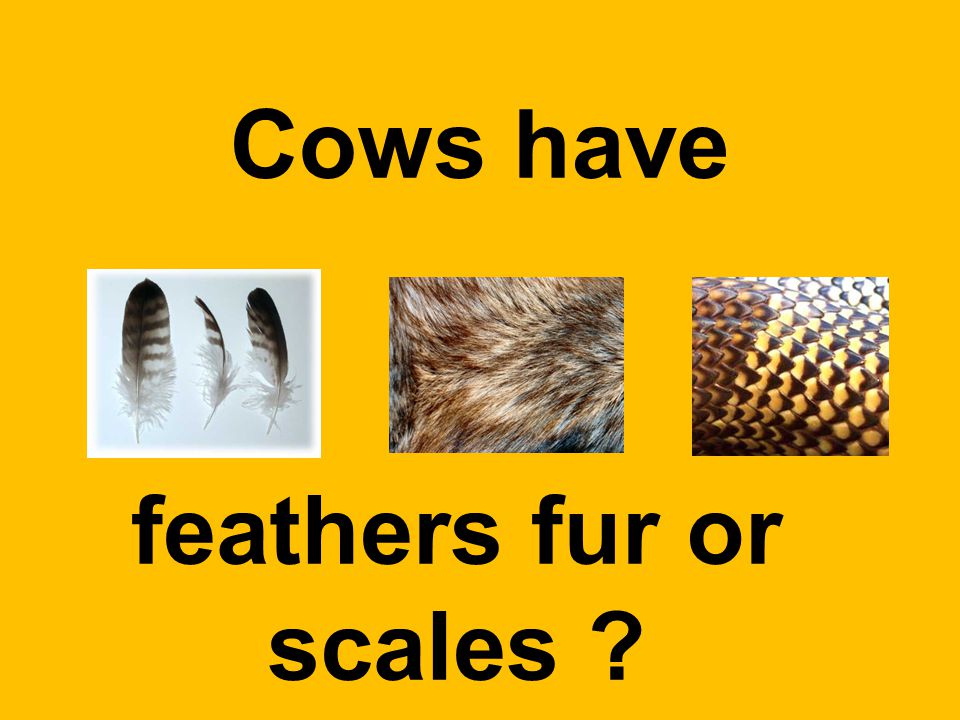 Cows have feathers fur or scales