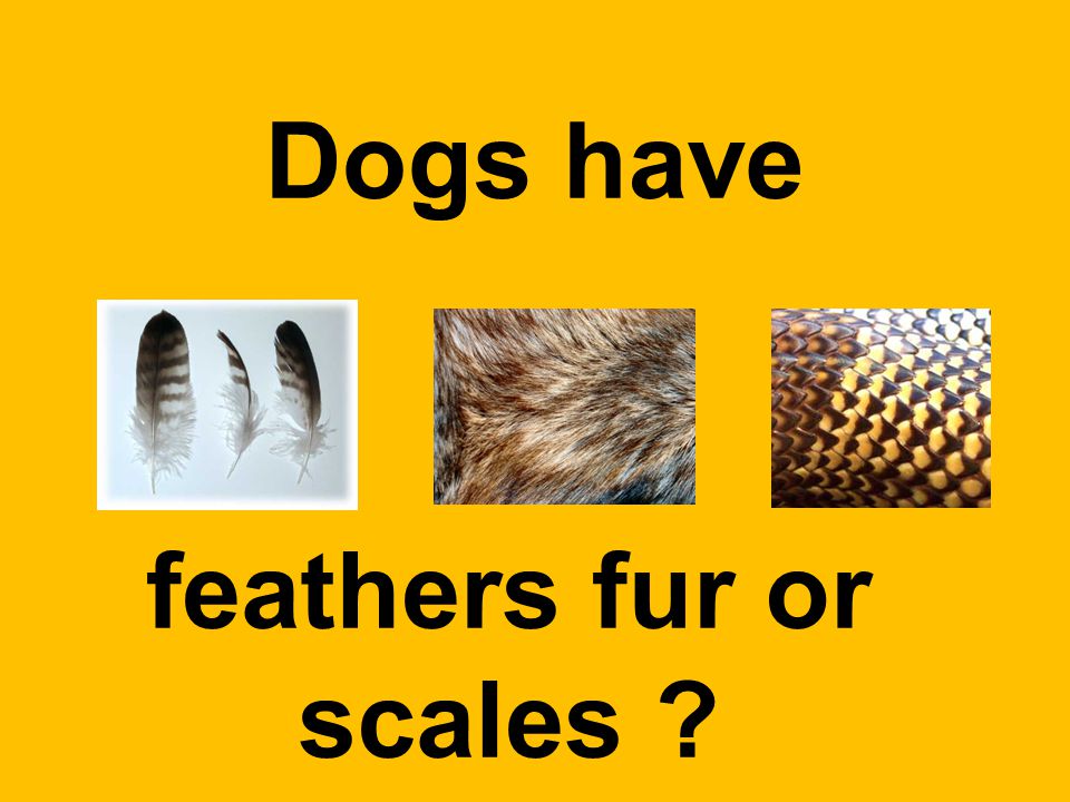 Dogs have feathers fur or scales