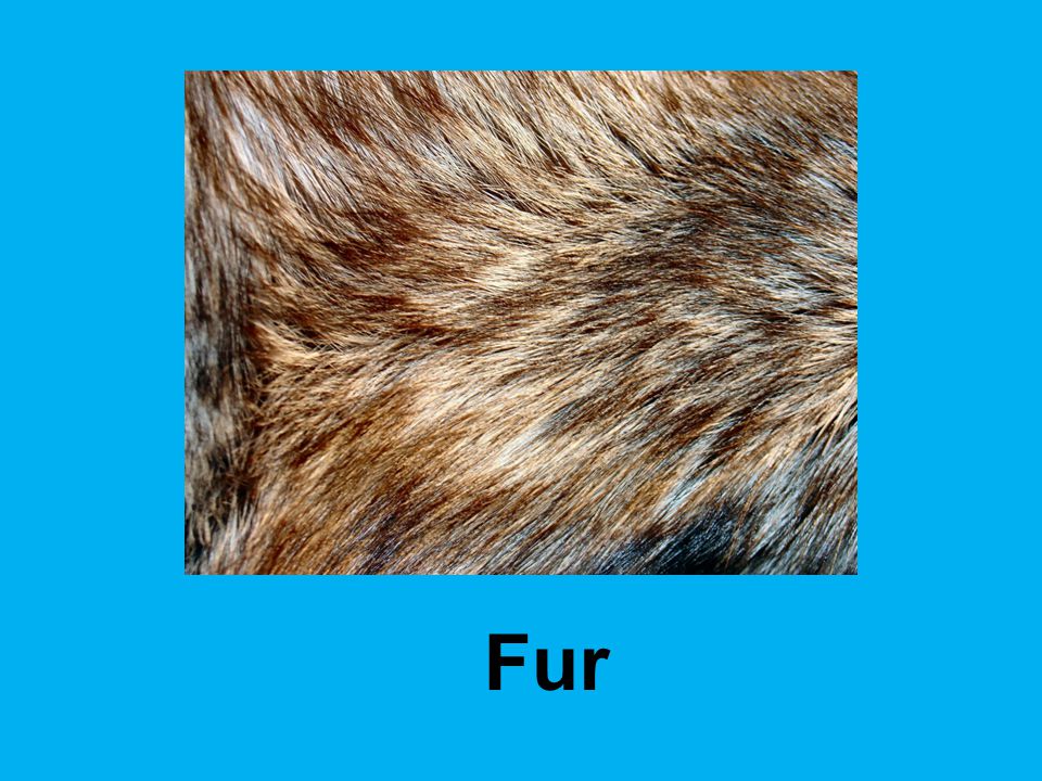 Fur