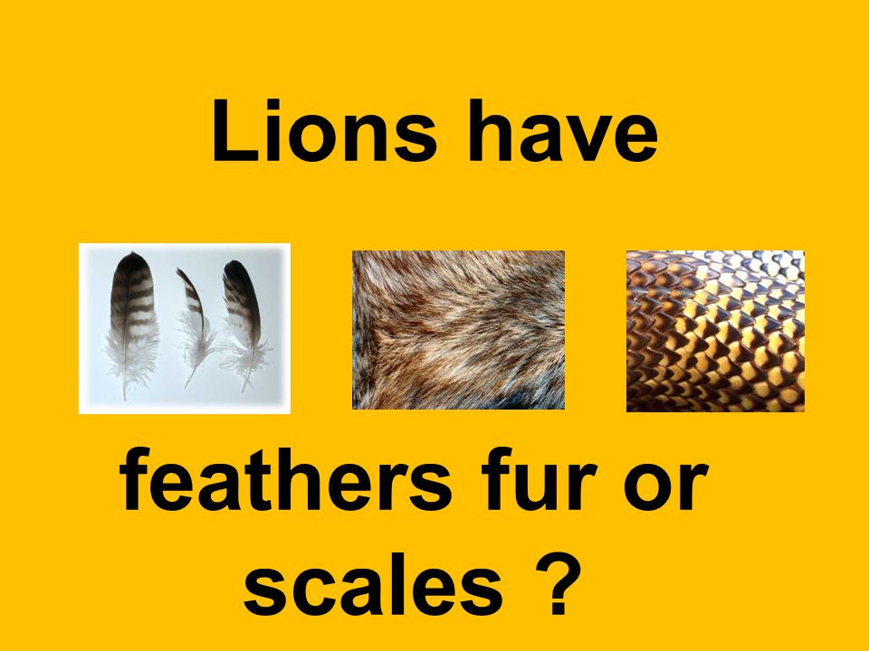 Lions have feathers fur or scales