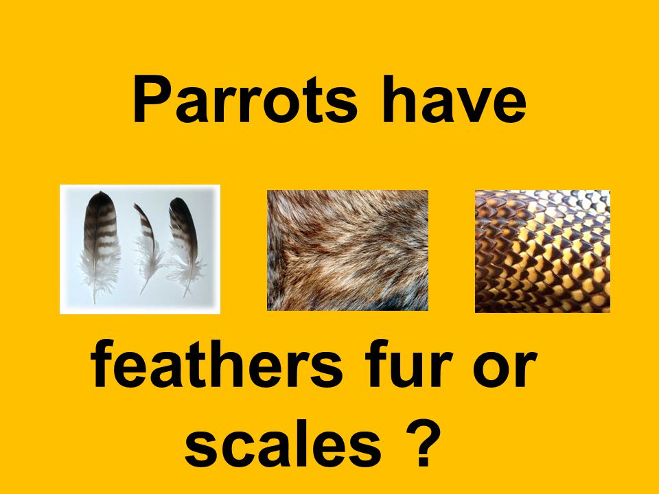 Parrots have feathers fur or scales