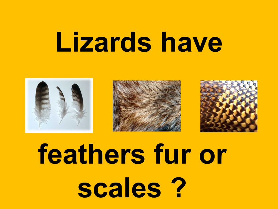 Lizards have feathers fur or scales
