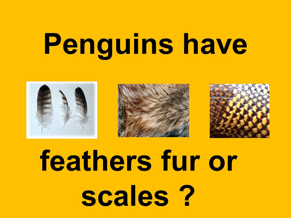 Penguins have feathers fur or scales