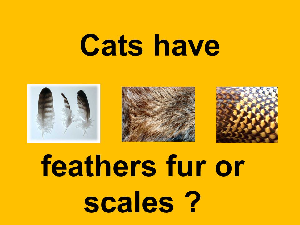 Cats have feathers fur or scales