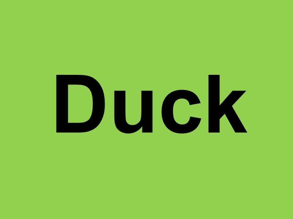 Duck