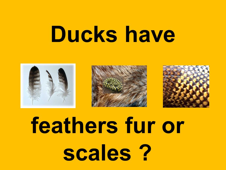 Ducks have feathers fur or scales