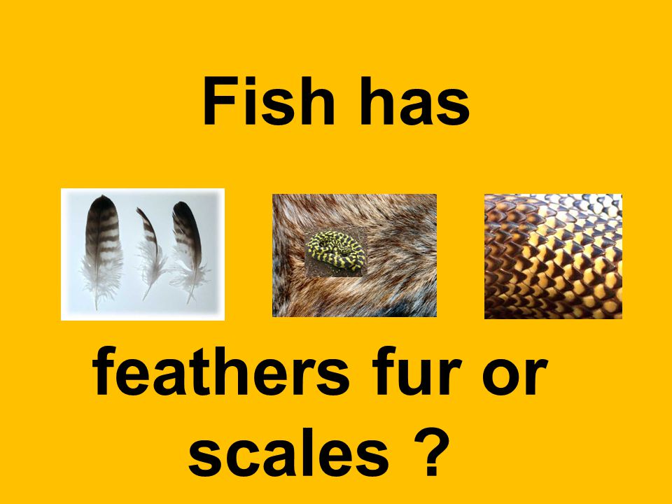 Fish has feathers fur or scales