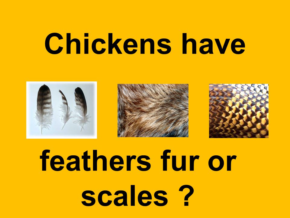 Chickens have feathers fur or scales
