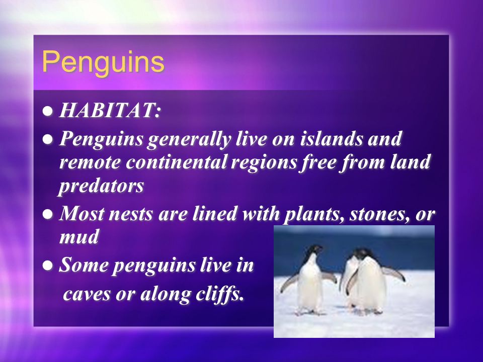 Penguins HABITAT: Penguins generally live on islands and remote continental regions free from land predators Most nests are lined with plants, stones, or mud Some penguins live in caves or along cliffs.