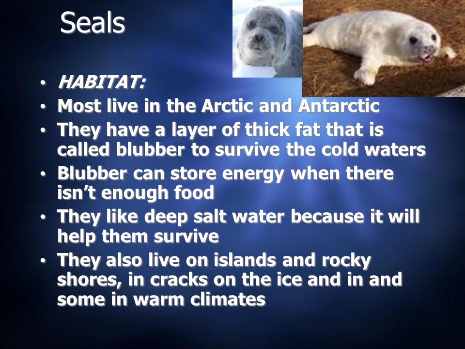 Seals HABITAT: Most live in the Arctic and Antarctic They have a layer of thick fat that is called blubber to survive the cold waters Blubber can store energy when there isn’t enough food They like deep salt water because it will help them survive They also live on islands and rocky shores, in cracks on the ice and in and some in warm climates HABITAT: Most live in the Arctic and Antarctic They have a layer of thick fat that is called blubber to survive the cold waters Blubber can store energy when there isn’t enough food They like deep salt water because it will help them survive They also live on islands and rocky shores, in cracks on the ice and in and some in warm climates