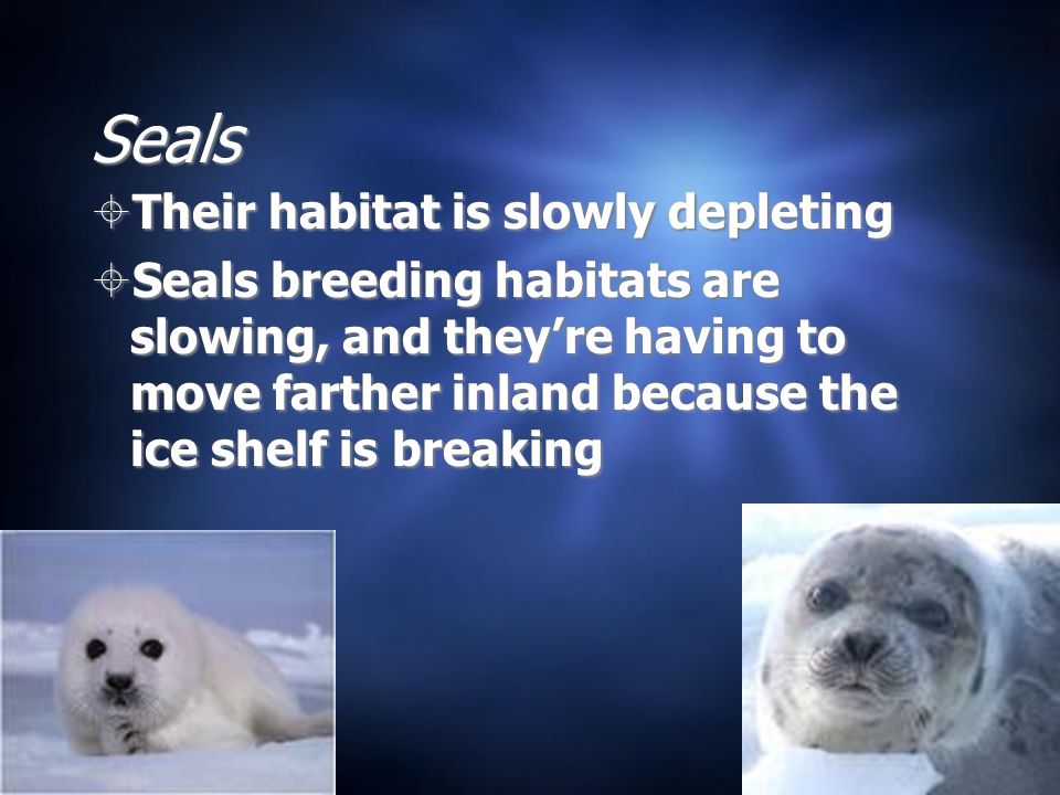 Seals  Their habitat is slowly depleting  Seals breeding habitats are slowing, and they’re having to move farther inland because the ice shelf is breaking  Their habitat is slowly depleting  Seals breeding habitats are slowing, and they’re having to move farther inland because the ice shelf is breaking