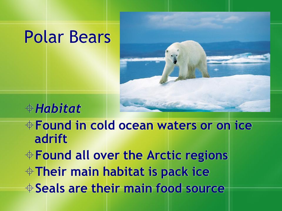 Polar Bears  Habitat  Found in cold ocean waters or on ice adrift  Found all over the Arctic regions  Their main habitat is pack ice  Seals are their main food source  Habitat  Found in cold ocean waters or on ice adrift  Found all over the Arctic regions  Their main habitat is pack ice  Seals are their main food source