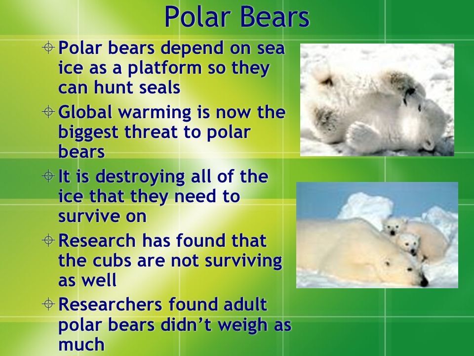 Polar Bears  Polar bears depend on sea ice as a platform so they can hunt seals  Global warming is now the biggest threat to polar bears  It is destroying all of the ice that they need to survive on  Research has found that the cubs are not surviving as well  Researchers found adult polar bears didn’t weigh as much  Polar bears depend on sea ice as a platform so they can hunt seals  Global warming is now the biggest threat to polar bears  It is destroying all of the ice that they need to survive on  Research has found that the cubs are not surviving as well  Researchers found adult polar bears didn’t weigh as much