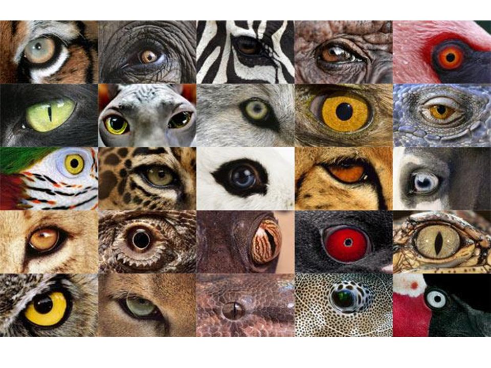 Название животного глаза. Глаза разных животных. Зрение животных. Зрачки разных животных. Глаза животных коллаж.