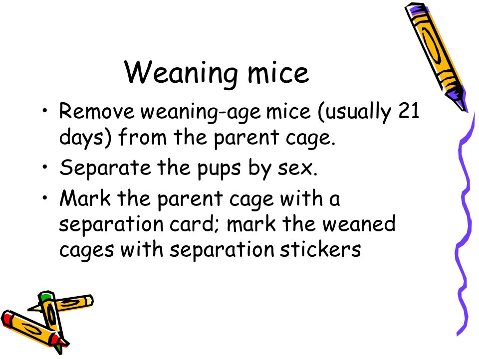 Remove weaning-age mice (usually 21 days) from the parent cage.