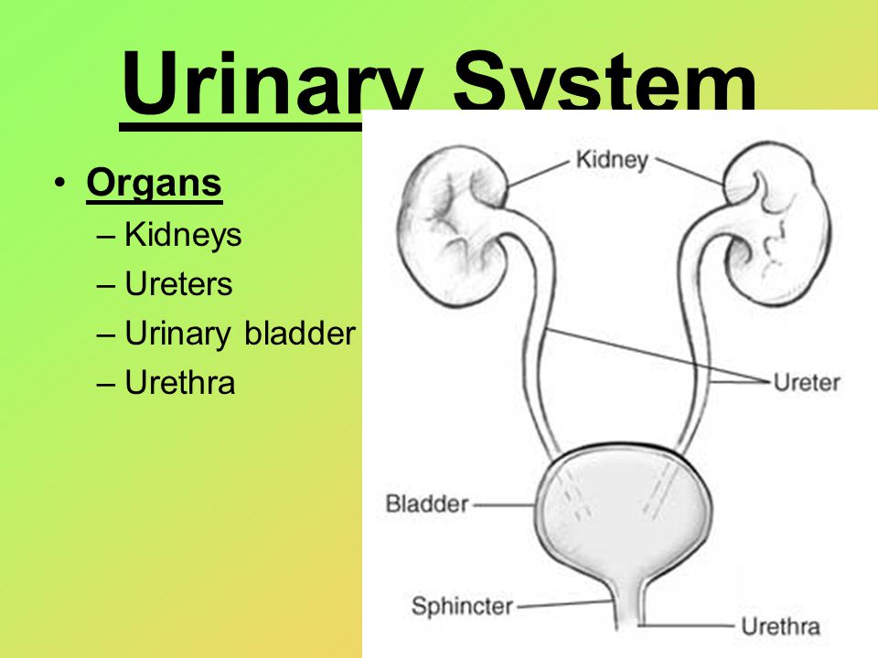 Urinary System Organs –Kidneys –Ureters –Urinary bladder –Urethra