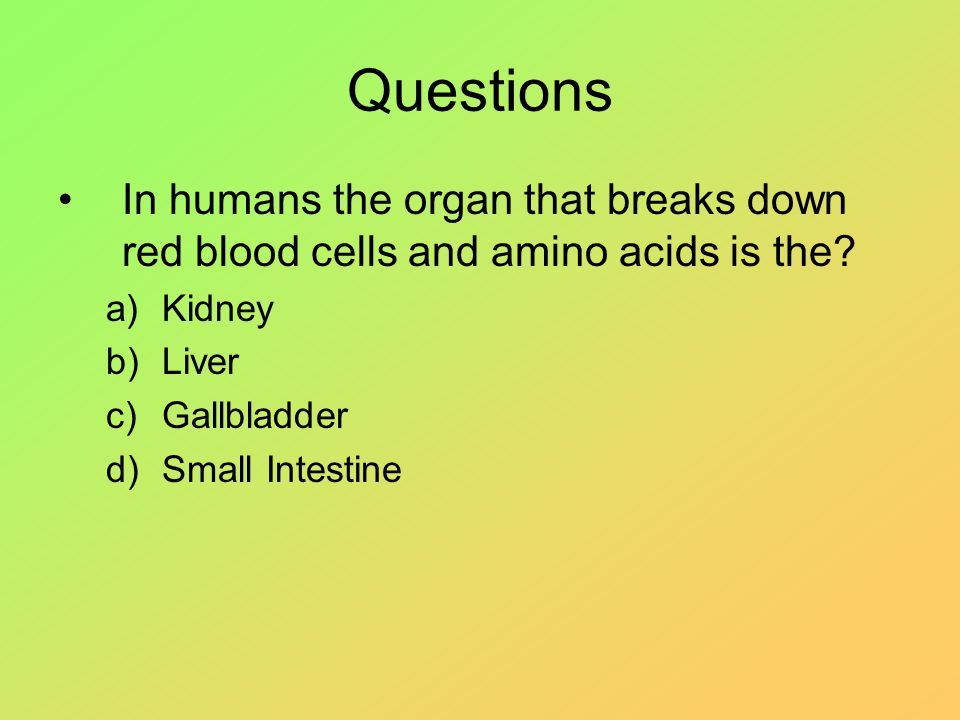 Questions In humans the organ that breaks down red blood cells and amino acids is the.