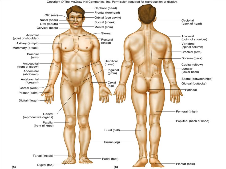Introduction To Human Anatomy Physiology Ppt Video Online Download Introduction To Human Anatomy Physiology Ppt Video Online Download