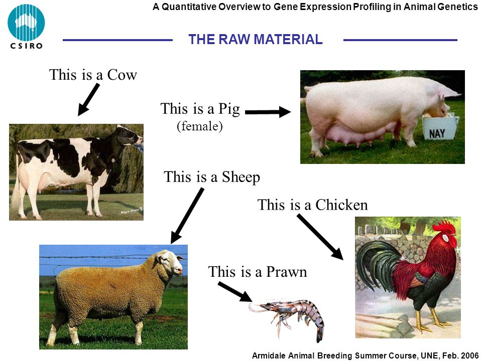 A Quantitative Overview to Gene Expression Profiling in Animal Genetics  Armidale Animal Breeding Summer Course, UNE, Feb Truths, Damn Truths &  Statistics. - ppt download