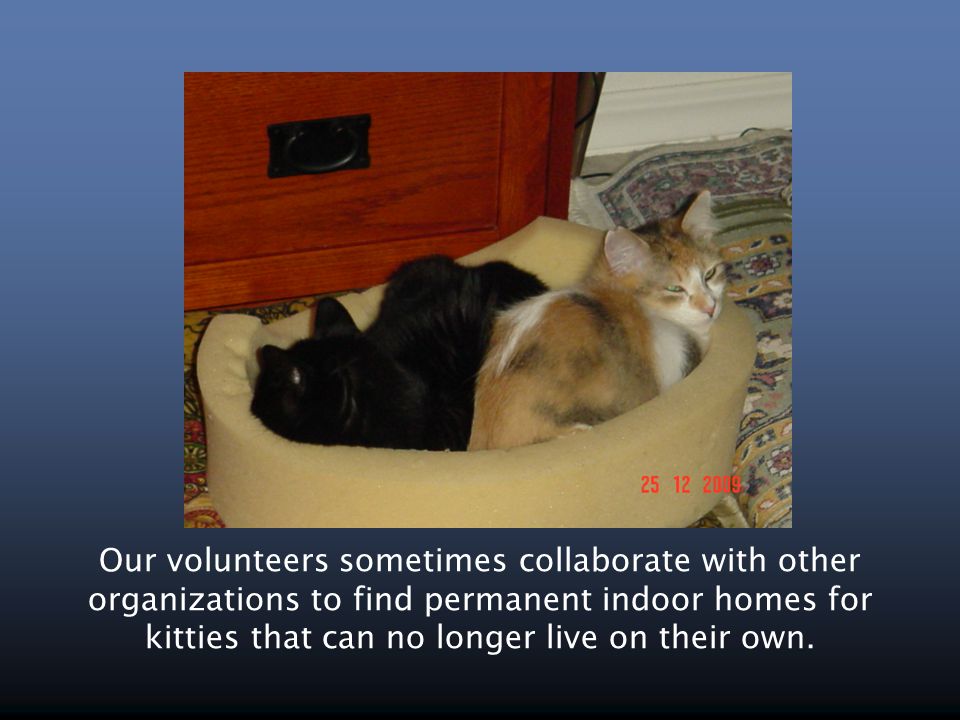 Our volunteers sometimes collaborate with other organizations to find permanent indoor homes for kitties that can no longer live on their own.