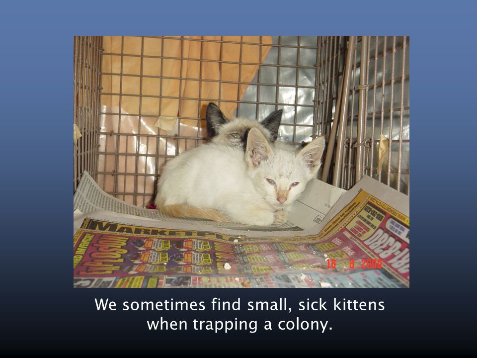 We sometimes find small, sick kittens when trapping a colony.