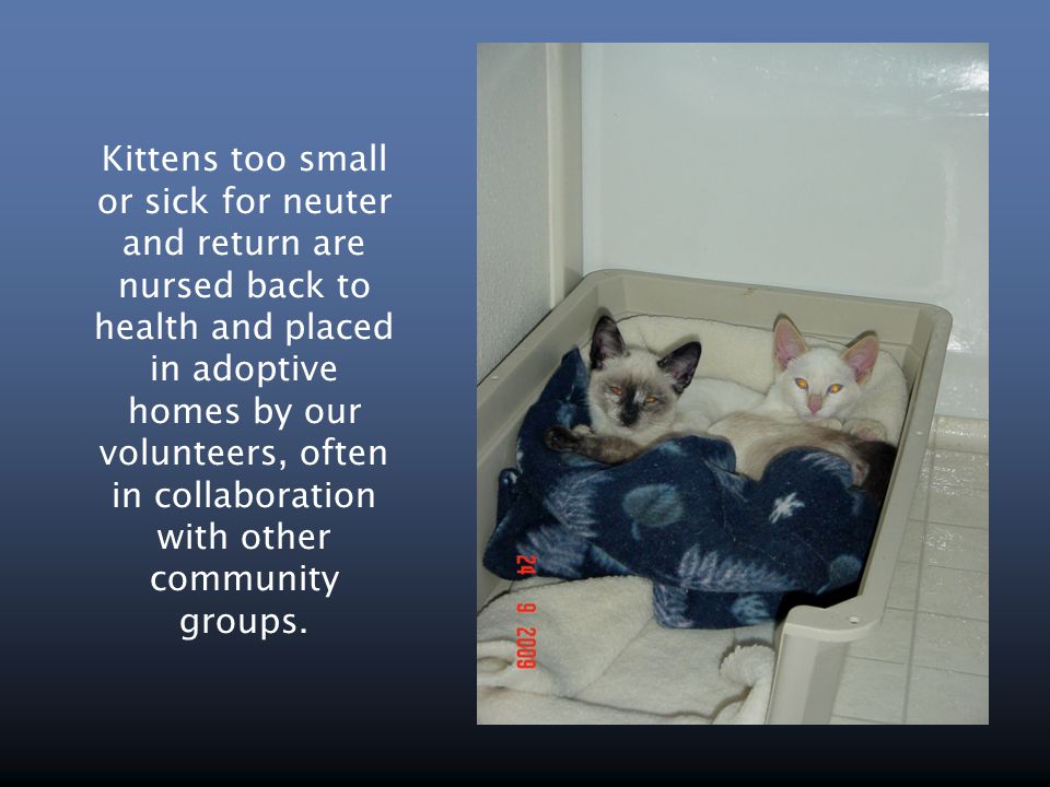 Kittens too small or sick for neuter and return are nursed back to health and placed in adoptive homes by our volunteers, often in collaboration with other community groups.