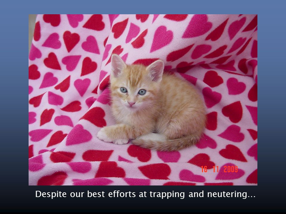 Despite our best efforts at trapping and neutering…